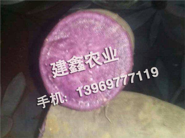 高质量的紫薯种苗出售——广西紫薯种苗
