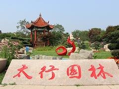 大树移植公司///青岛大树移植公司///太行园林