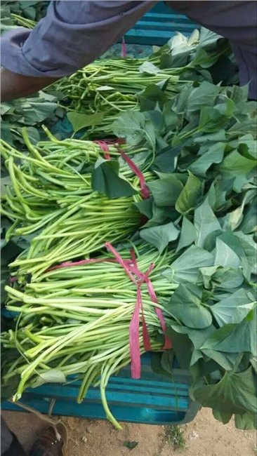 品种全、高成活率、价格低【辽宁烟薯25苗基地】