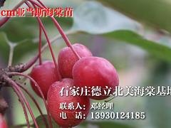 菏泽亚当斯海棠苗，超值的亚当斯海棠苗出售
