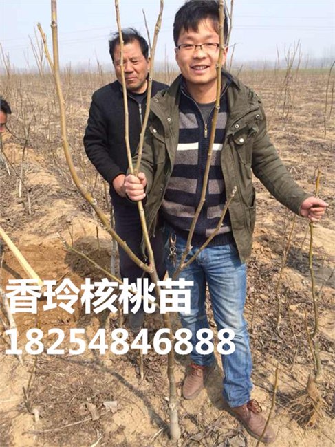 销！销！销！泰安香玲核桃苗价格是你想不到的优惠！