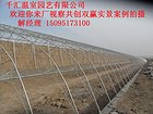 演绎致富经【推荐ing】【蔬菜大棚建设%% 蔬菜