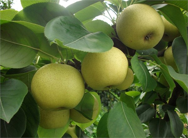 梨树苗价格量大从优——爱宕梨树苗