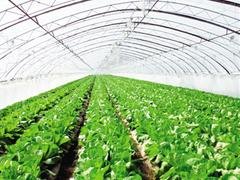 华峰塑料厂优惠的EVA减雾膜——专业生产蔬菜大棚