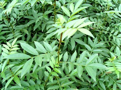 【自地种植】潍坊大红袍花椒苗基地，花椒苗客户口碑