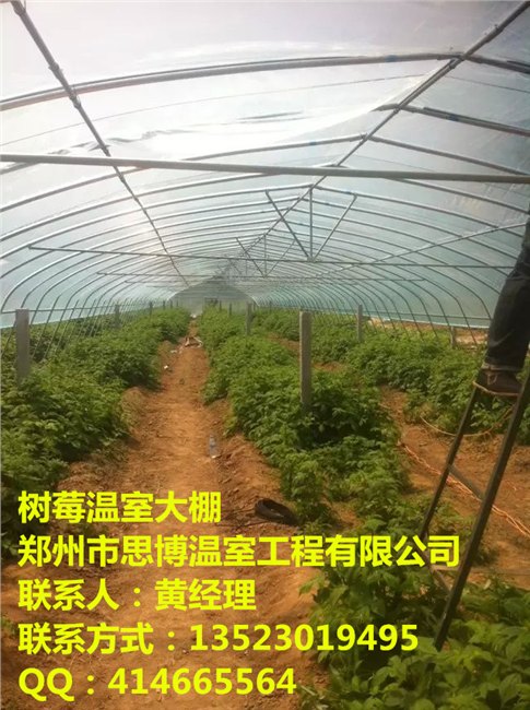 鹤壁草莓温室大棚建设厂家