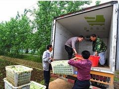 绿色快车可信赖的食堂原材料供应推荐，武汉食堂食材