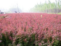 丶红叶小檗种植基地【红红火火过大年！】红叶小檗批
