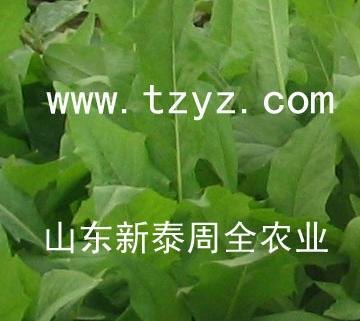 黑麦草狼尾草_可信赖的墨西哥玉米草在哪里可以找到