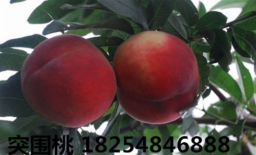 突围桃树苗|桃树苗基地|就在山东龙泽