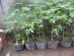 海南木瓜苗_木瓜苗哪家好