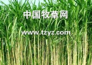 在哪能买到优惠的甜象草，养牛美国牧草