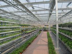 靠谱的承建育苗温室建设推荐 日照育苗温室工程