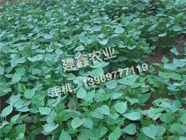 湖南商薯19号苗：划算的商薯19号种苗优选建鑫农