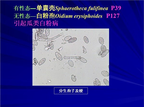 病原菌图谱|病原菌研究发现|寿光病原菌形态学