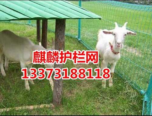 公路护栏网/波浪网护栏网厂家