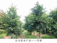 绿化苗木_选广西融通四海：绿化苗木价格