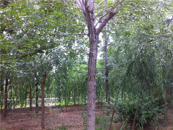 【白蜡来了】山东1-4cm?速生白蜡基地come