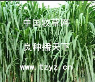 【牧草新行情】河南美国王草厂家直销