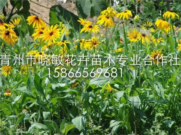 供应山东黑心菊价格宿根草花基地批发绿化黑心菊