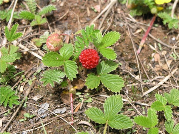 优质的蛇莓批发山东唐山天津宿迁鞍山吉林烟台天津攀枝花价格