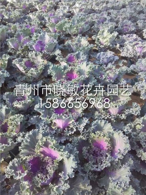 供应山东羽衣甘蓝价格山东羽衣甘蓝批发羽衣甘蓝种植基地