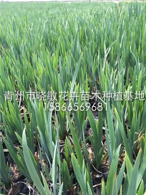 成活率高的马蔺 哪有卖河北山东衡水菏泽唐山阿勒泰图木舒克价格 