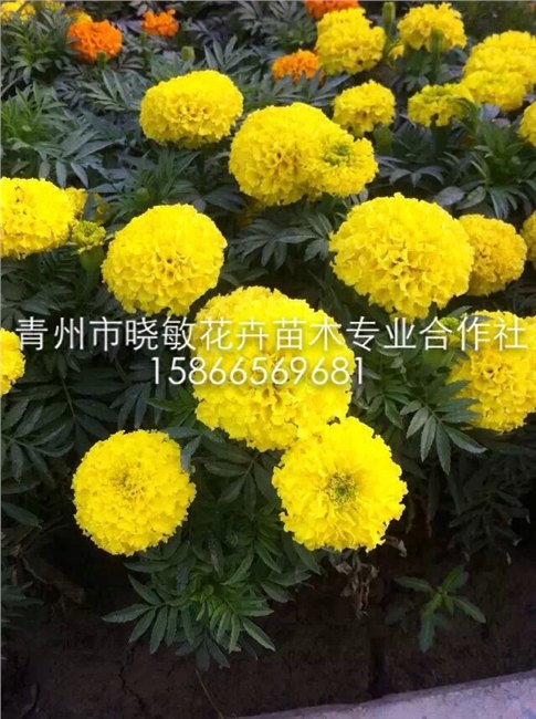 供应山东万寿菊价格绿化万寿菊批发四季草花基地