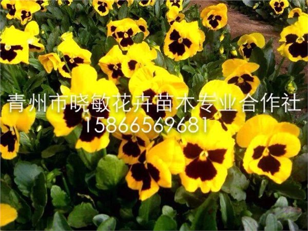 供应山东三色堇价格绿化三色堇批发优质三色堇基地