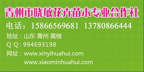 耐活的桔梗 哪里有卖济南北京天津烟台石家庄张家口上海广东价格 
