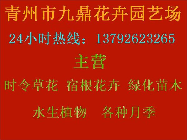 山东时令花卉价格