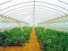 新型蔬菜采摘园咨询_潍坊哪家新型蔬菜采摘园规模大