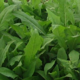 【生意蒸蒸日上】广西籽粒苋苦荬菜哪里有【手慢无】