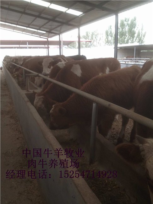 供应2017年肉牛价格_最新肉牛价格/批发报价_肉牛多少钱一斤?
