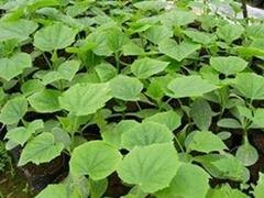 专业的蔬菜种苗_山东蔬菜种苗供应基地