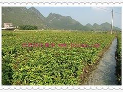 来信鸽绿化，买高性价八月桂苗|半枫荷代理