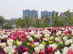 想要口碑好的广场绿化工程承接就找太行园林建设 湖