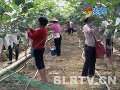肇庆广东葡萄套袋——热忱推荐_信誉好的广东葡萄套
