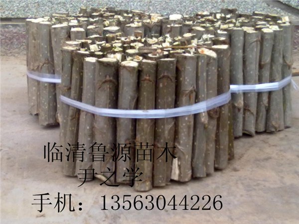 想要易成活的107杨树插条就来尚源苗木——山东1