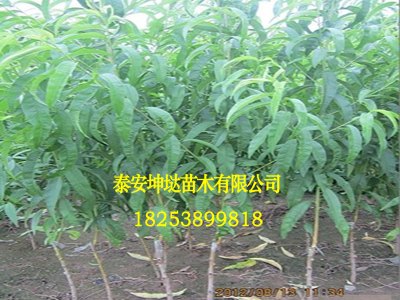 品质铸就未来！河南嫁接桃树苗基地批发价格