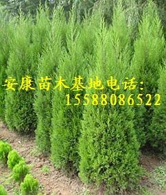 特供1公分侧柏苗3公分侧柏5公分侧柏苗6公分侧柏