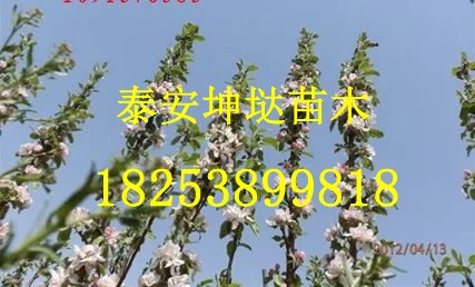 【成活率高 不贵的】湖南苹果嫁接苗基地直销