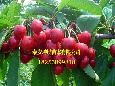 【果树新行情】河南3-5公分樱桃苗哪家好？