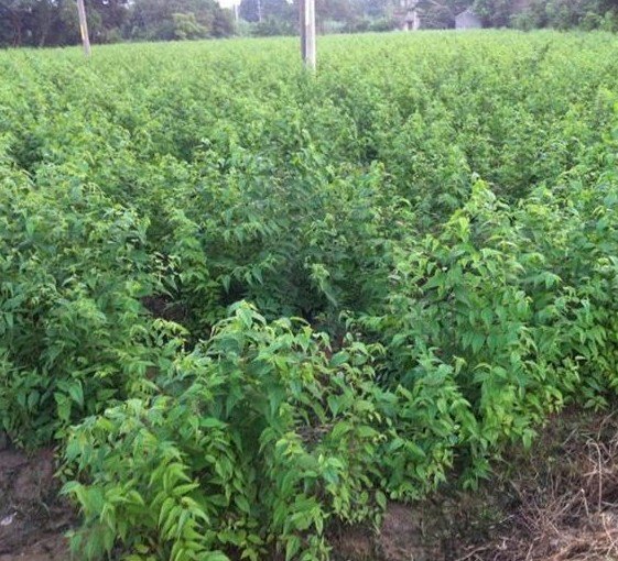 2015香花槐基地热销中，泰安俊良苗木香花槐示范