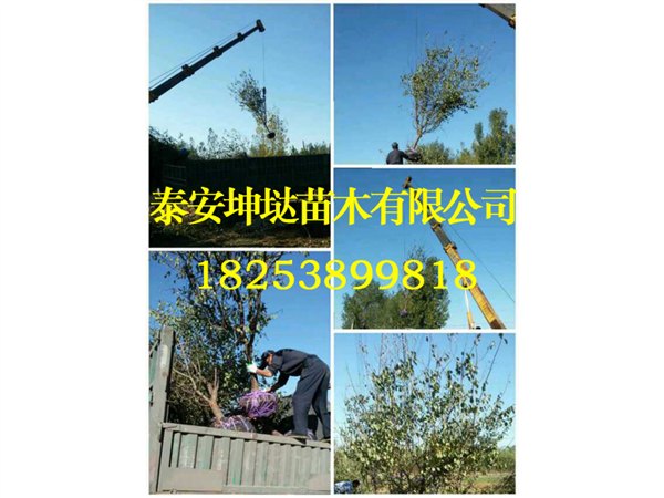 【生意蒸蒸日上】山东一年生杏树苗批发基地/价格