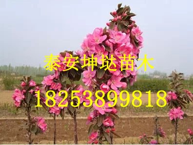 【络绎不绝发货现场】湖北3-6公分西府海棠基地/