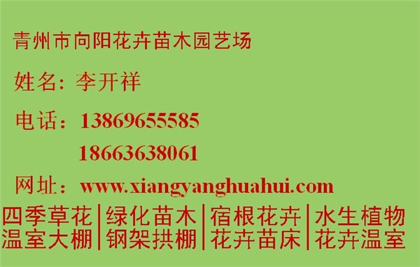 山东青州三色堇