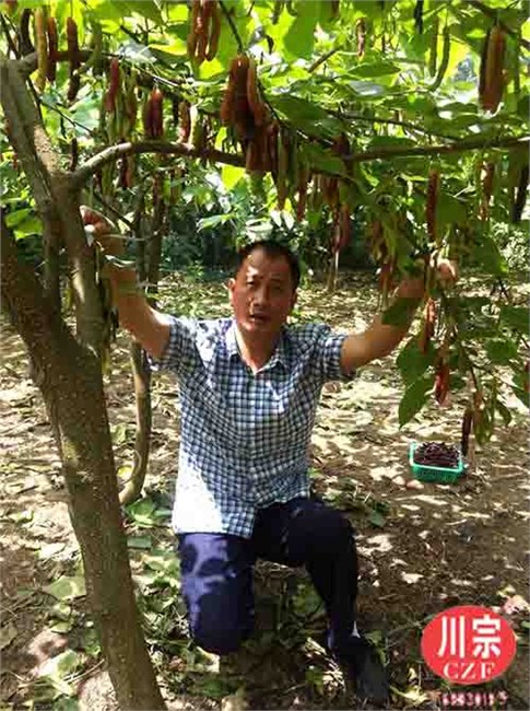 良种果桑苗供应 成都新品种果桑苗批发价格