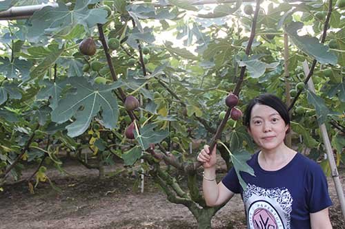 优良无花果苗供应 良种无花果苗