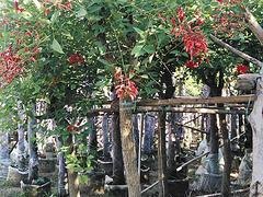 苗农在线供应刺桐树价格 园林绿化苗木 价格优惠